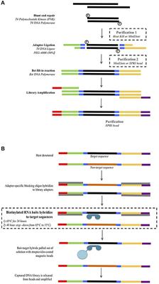 Hybridization Enrichment to Improve Forensic Mitochondrial DNA Analysis of Highly Degraded Human Remains